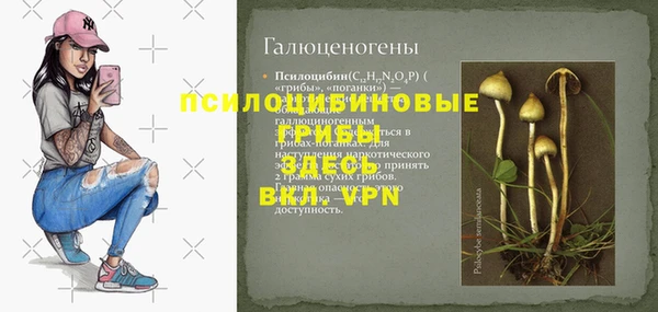 прущие грибы Нефтекумск